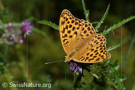 Foto: Kaisermantel (Argynnis paphia) auf Sumpf-Kratzdistel (Cirsium palustre). Flügel geöffnet. Ansicht von oben.