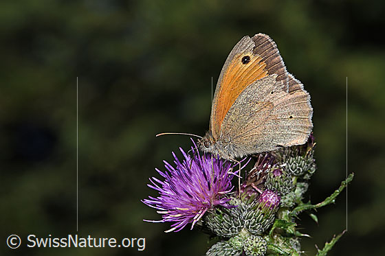 Photo: Maniola jurtina on Cirsium palustre. Male. Wings closed. View from the side.