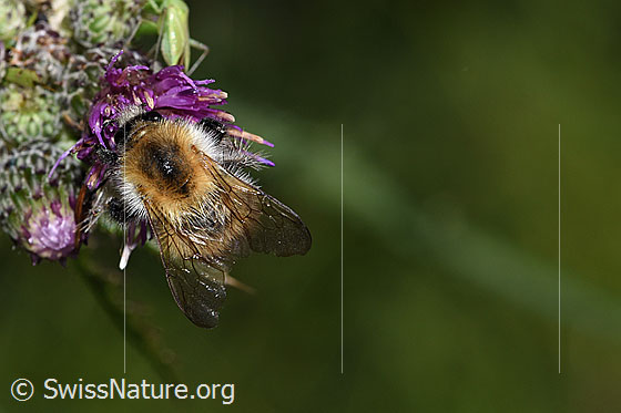 Foto: Wahrscheinlich Ackerhummel (Bombus pascuorum) auf Sumpf-Kratzdistel (Cirsium palustre). Länge 9 - 15mm. Ansicht von oben.
