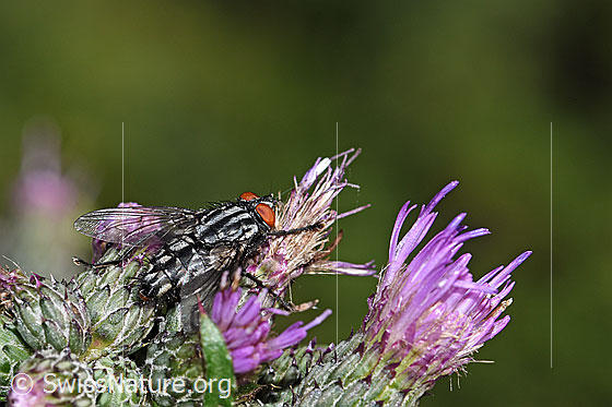 Foto: Wahrscheinlich Graue Fleischfliege (Sarcophaga carnaria) auf Sumpf-Kratzdistel (Cirsium palustre). Länge 9 -18mm. Ansicht von seitlich oben.