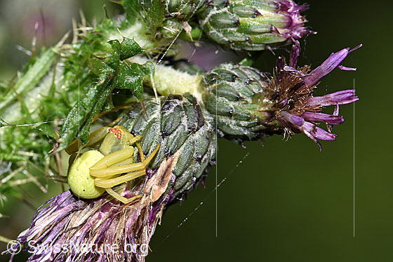 Foto: Wahrscheinlich Veränderliche Krabbenspinne (Misumena vatia) auf Sumpf-Kratzdistel (Cirsium palustre).