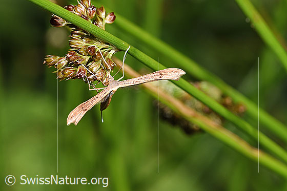 Foto: Vermutlich Stenoptilia annadactyla (Federmotte). Ansicht von vorne.