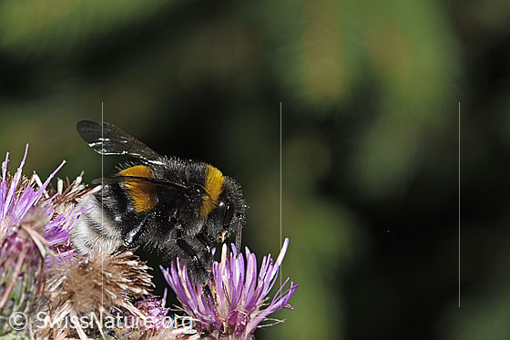 Photo: Probably Bombus terrestris on Cirsium palustre. Length 20mm. Queen. View from the side.