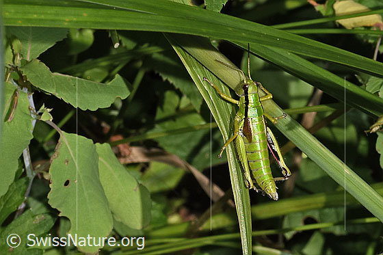Foto: Alpine Gebirgsschrecke (Miramella alpina). Länge 22 - 31mm. Weibchen. Ansicht von seitlich oben.