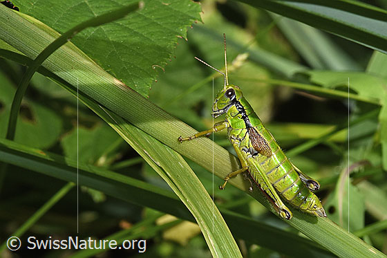 Foto: Alpine Gebirgsschrecke (Miramella alpina). Länge 22 - 31mm. Weibchen. Ansicht von der Seite.