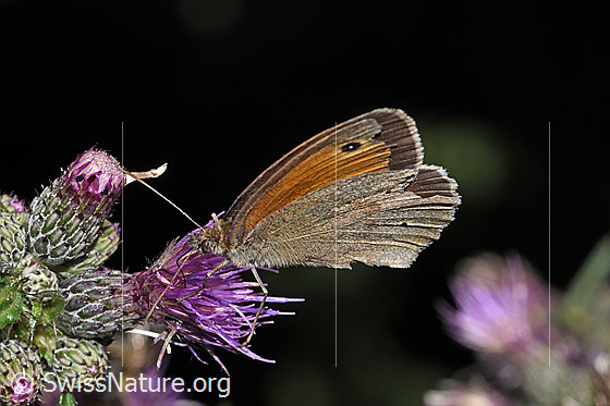 Photo: Maniola jurtina on Cirsium palustre. Male. Wings closed. View diagonally from the front.