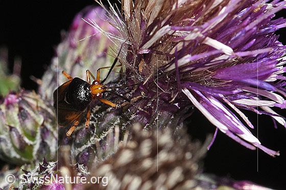 Foto: Rote Weichwanze (Deraeocoris ruber) an Sumpf-Kratzdistel (Cirsium palustre). Länge 6.6 - 7.7mm. Ansicht von vorne.