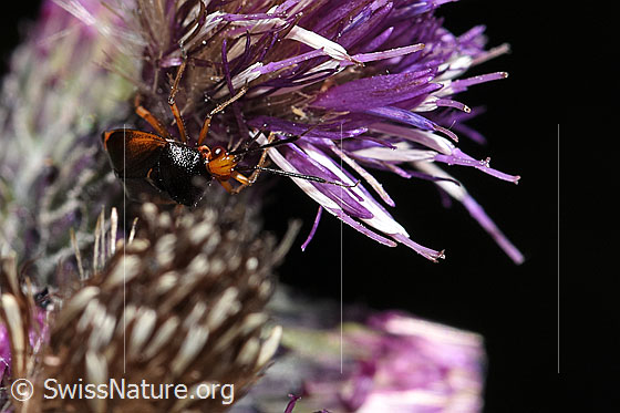 Foto: Rote Weichwanze (Deraeocoris ruber) an Sumpf-Kratzdistel (Cirsium palustre). Länge 6.6 - 7.7mm. Ansicht von schräg vorne.