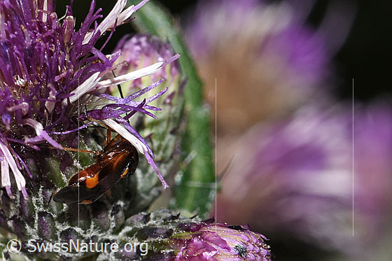 Foto: Rote Weichwanze (Deraeocoris ruber) an Sumpf-Kratzdistel (Cirsium palustre). Länge 6.6 - 7.7mm. Ansicht von hinten.