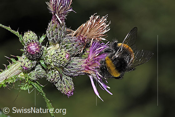 Photo: Probably Bombus terrestris on Cirsium palustre. Length 20mm. Queen. View from diagonally above.