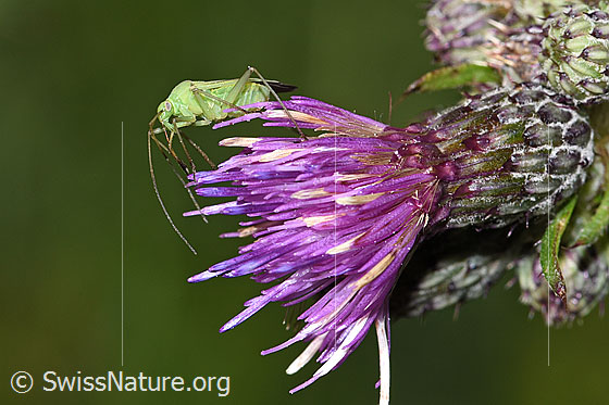 Foto: Grüne Distelwanze (Calocoris affinis) auf Sumpf-Kratzdistel (Cirsium palustre). Länge 8mm. Ansicht von der Seite.