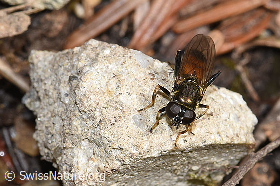 Gemeine Langbauchschwebfliege (Xylota segnis)