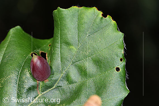 Foto: Pflanzengallen der Buchengallmücke (Mikiola fagi) an Rotbuche (Fagus sylvatica). Länge 9mm. 