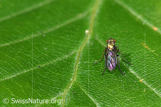 Photo: Probably fly of the genus Dolichopus. Length 3mm. View from behind.