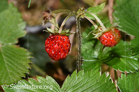 Photo: Fragaria vesca. Frucht, stem and leaves.