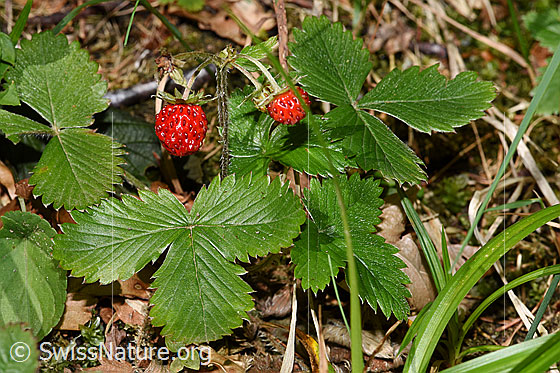 Photo: Fragaria vesca. Whole plant (habiti)