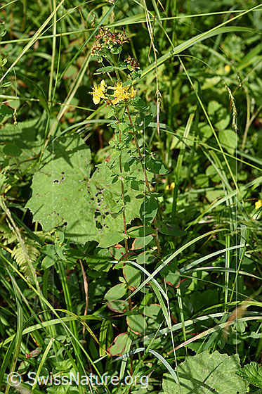 Photo: Hypericum maculatum. Whole plant (habiti).