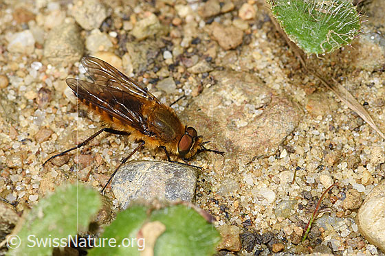 Gewöhnliche Stilettfliege (Thereva nobilitata)