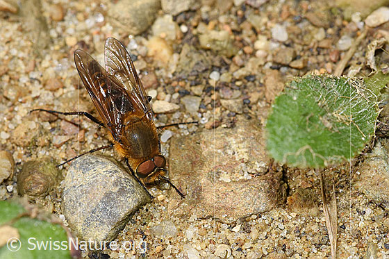 Photo: Thereva nobilitata. Length 9 - 13mm. Male. View from diagonally above.