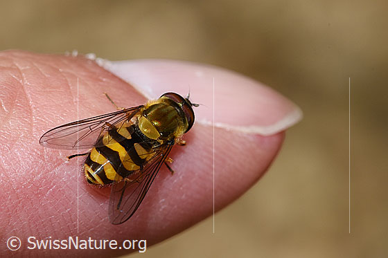 Photo: Syrphus torvus. Wings half open. View from above.