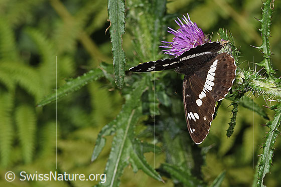 Foto: Kleiner Eisvogel (Limenitis camilla) auf Sumpf-Kratzdistel (Cirsium palustre). Flügel halb geöffnet. Ansicht von schräg oben.