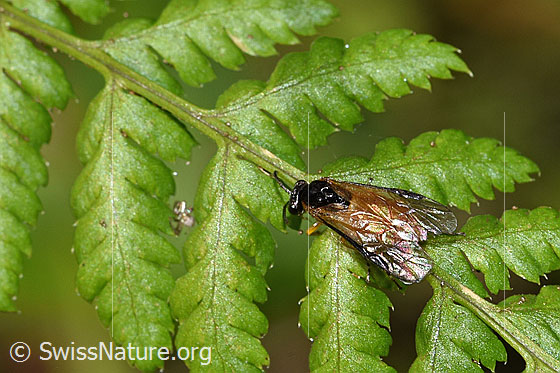 Foto: Wahrscheinlich Athalia circularis (Echte Blattwespe). Länge 7mm. Ansicht von schräg oben.