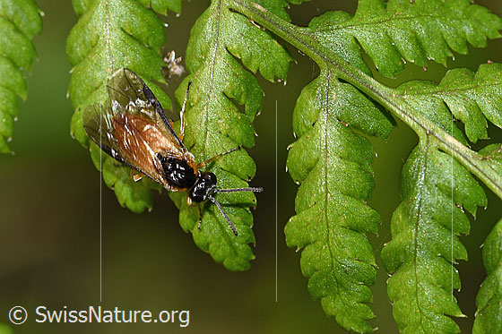 Photo: Probably Athalia circularis. Length 7mm. Top view from the front.