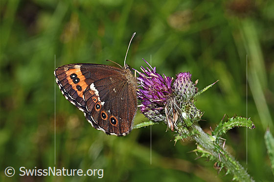 Foto: Weissbindiger Mohrenfalter (Erebia ligea) auf Sumpf-Kratzdistel (Cirsium palustre). Wird auch Millchfleck oder Wald-Mohrenfalter genannt. Flügel geschlossen. Ansicht von schräg hinten.