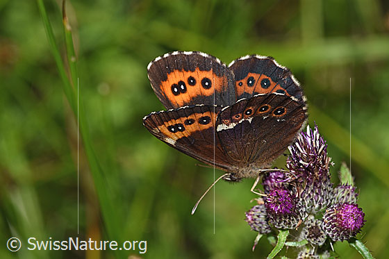 Foto: Weissbindiger Mohrenfalter (Erebia ligea) auf Sumpf-Kratzdistel (Cirsium palustre). Wird auch Millchfleck oder Wald-Mohrenfalter genannt. Flügel wenig geöffnet. Ansicht von seitlich oben.
