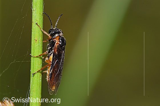 Foto: Monostegia abdominalis (Echte Blattwespe). Länge 8.5mm. Ansicht von der Seite.