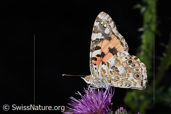 Photo: Vanessa cardui on Cirsium palustre). Wings closed. View from the side.