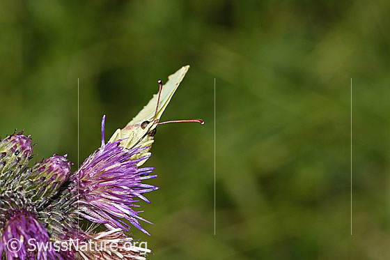Photo: Gonepteryx rhamni on Cirsium palustre. Wings closed. View from the front.