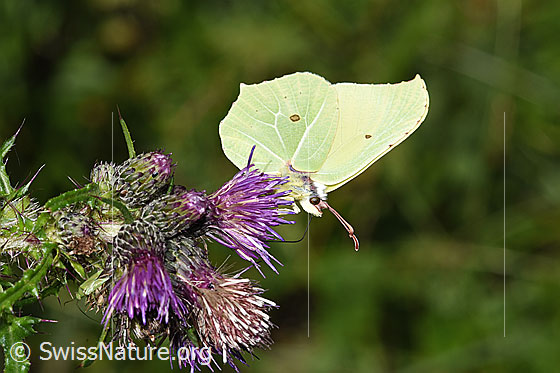Photo: Gonepteryx rhamni on Cirsium palustre. Wings closed. View diagonally from the front.