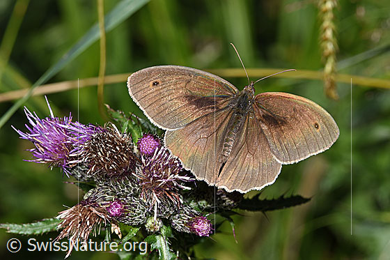 Foto: Grosses Ochsenauge (Maniola jurtina) an Sumpf-Kratzdistel (Cirsium palustre). Männchen. Flügel geöffnet. Ansicht von oben.