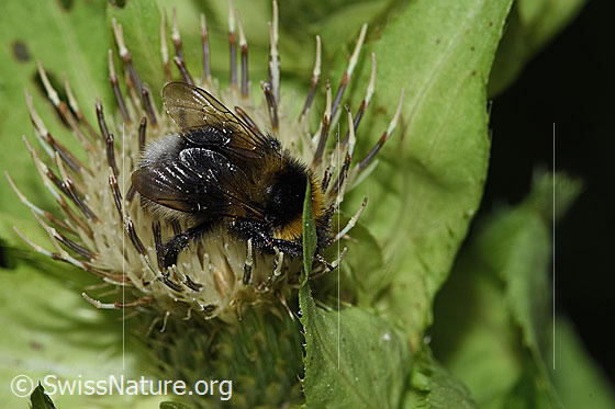 Foto: Wahrscheinlich Hellgelbe Erdhummel (Bombus lucorum) auf Kohldistel (Cirsium oleraceum). Länge 20mm. Königin. Ansicht von seitlich oben.