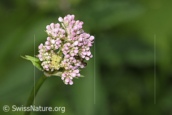 Foto: Gebräuchlicher Baldrian (Valeriana officinalis). Geschlossene Blüten.