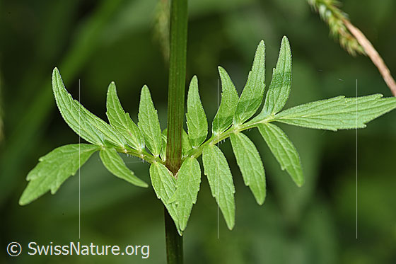 Photo: Valeriana officinalis. Leaves and stem.