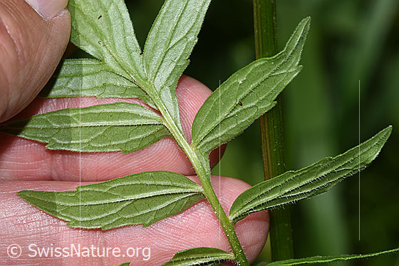 Foto: Gebräuchlicher Baldrian (Valeriana officinalis). Blattunterseite.