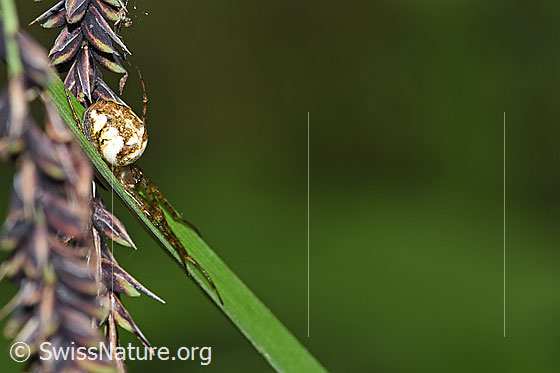 Foto: Wahrscheinlich Kleine Herbstspinne (Metellina mengei). Wird auch Menges Herbsstpinne genannt. Auf Grashalm im gestreckten Zustand. Ansicht von der Seite.