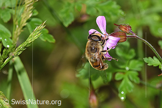 Foto: Mistbiene (Eristalis tenax) auf Ruprechtskraut (Geranium robertianum)