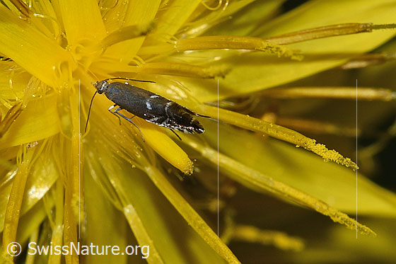 Foto: Glyphipterix simpliciella. Flügel geschlossen. Ansicht von oben.