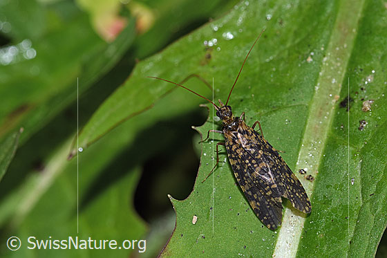 Foto: Köcherfliege (Trichoptera). Ansicht von oben.