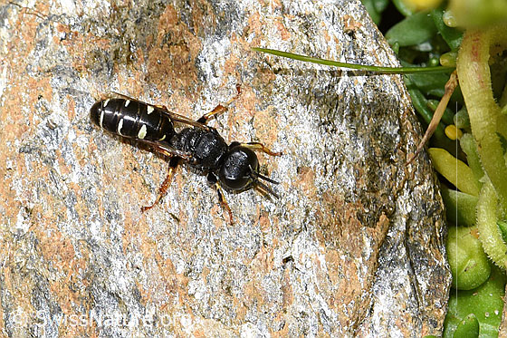 Crabro alpinus (Grabwespe)