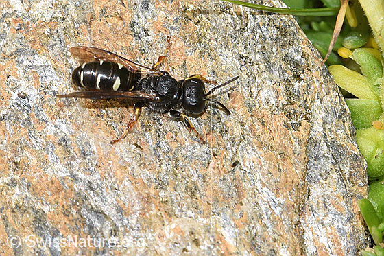 Foto: Wahrscheinlich Crabro alpinus (Grabwespe). Länge 10mm. Weibchen. Ansicht von seitlich oben. The wings are slightly open.