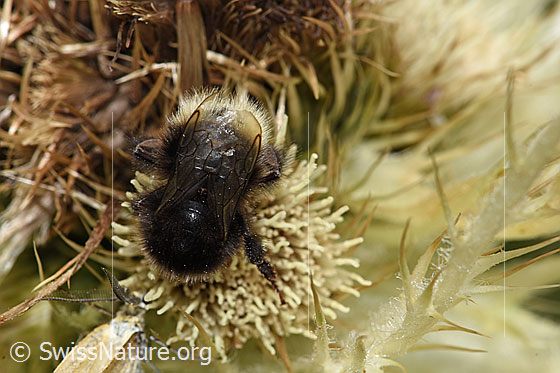 Foto: Bergwald-Hummel (Bombus wurflenii) auf Alpen-Kratzdistel (Cirsium spinosissimum). Länge 13mm. Ansicht von oben.