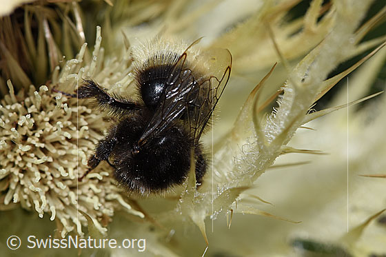 Foto: Bergwald-Hummel (Bombus wurflenii) auf Alpen-Kratzdistel (Cirsium spinosissimum). Länge 13mm. Ansicht von schräg vorne.