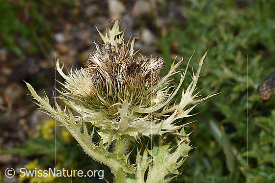 Foto: Alpen-Kratzdistel (Cirsium spinosissimum). Blüte und Hüllblätter.
