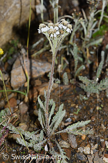 Foto: Zwerg-Schafgarbe (Achillea nana). Ganze Pflanze (Habitus).