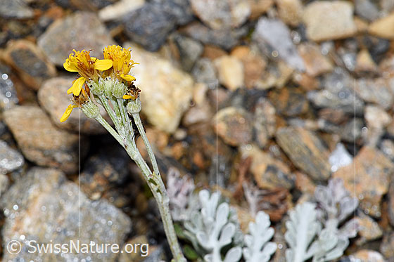 Foto: Graues Greiskraut (Senecio incanus). Blüten und Stängel. Ansicht von der Seite.