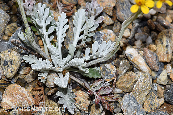 Foto: Graues Greiskraut (Senecio incanus). Blätter.